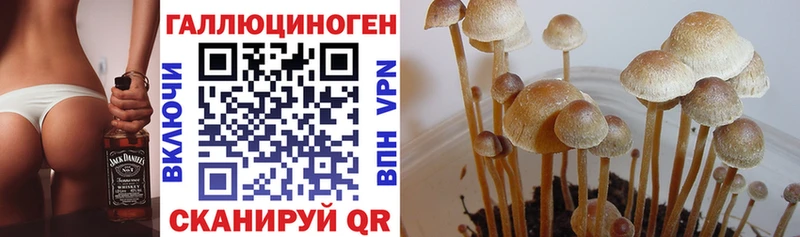 Псилоцибиновые грибы MAGIC MUSHROOMS  даркнет официальный сайт  Тетюши  купить наркотик 